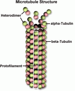 microtubule